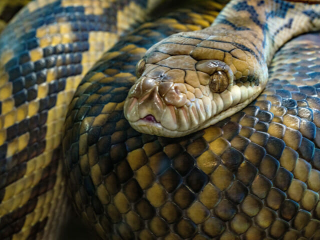 Australian Brown Snake