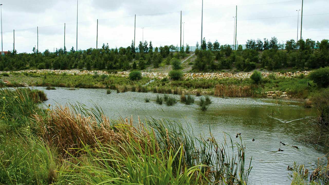 Pond with reeds and ducks, surrounded by greenery and a stone retaining wall