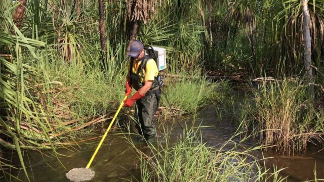 Worker in protective gear collecting water samples from a marshy area with tall grass and trees