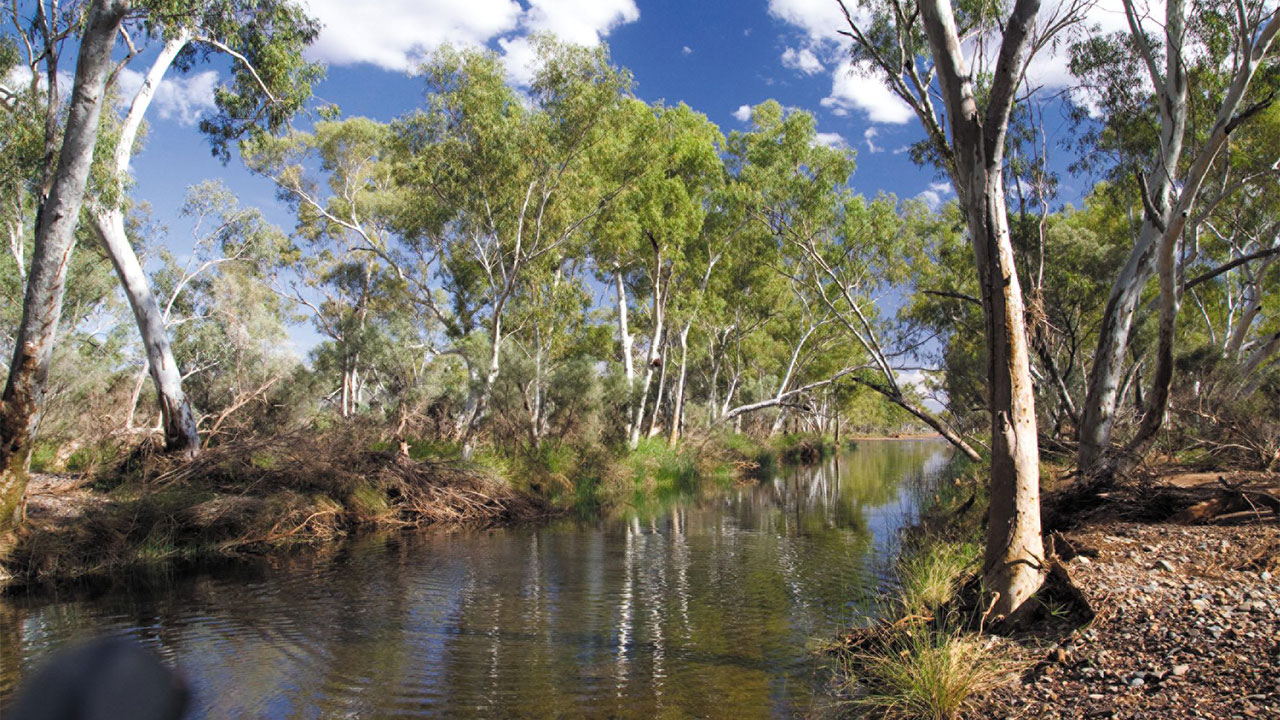Calm river flowing through a forest of tall trees under a blue sky with clouds
